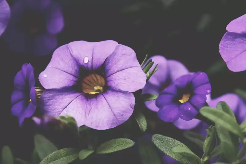 hoa đẹp viola