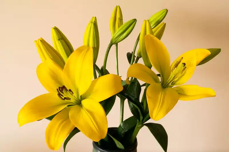 loài hoa đẹp nhất thế giới - hoa loa kèn
