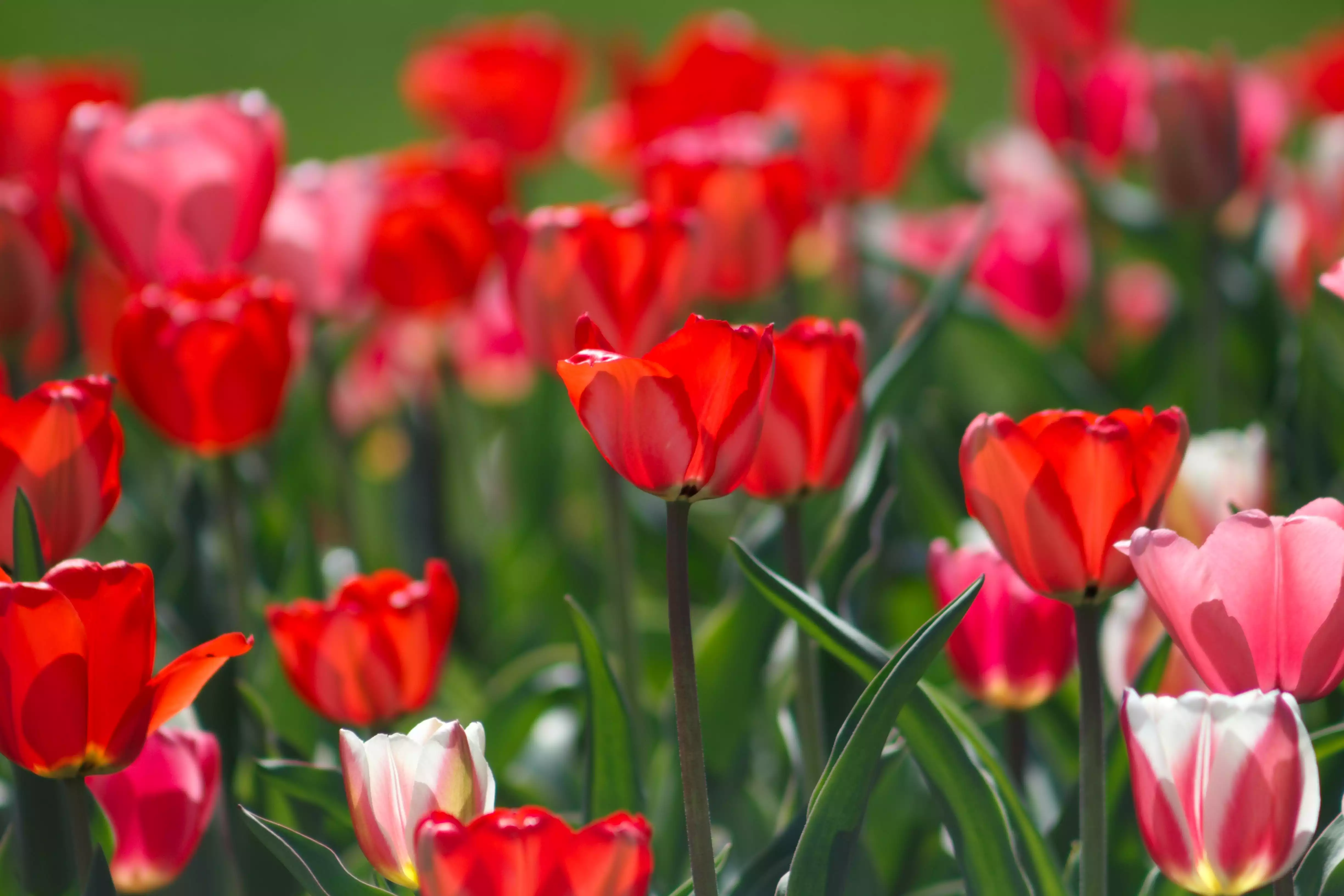 hoa tulip đỏ là một trong các loài hoa đẹp nhất thế giới