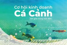 Kinh nghiệm kinh doanh cá cảnh làm giàu nhanh trong thời kỳ đại dịch