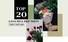 Các loài hoa đẹp trên thế giới được nhiều người yêu thích